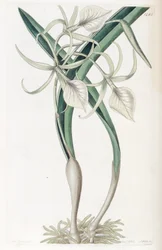 Brasavola nodosa